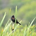 Blackbird by stephomy