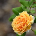 Orange Rose by stephomy