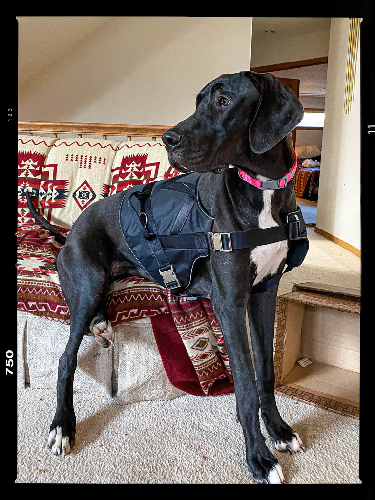 Great Dane puppy by jeffjones