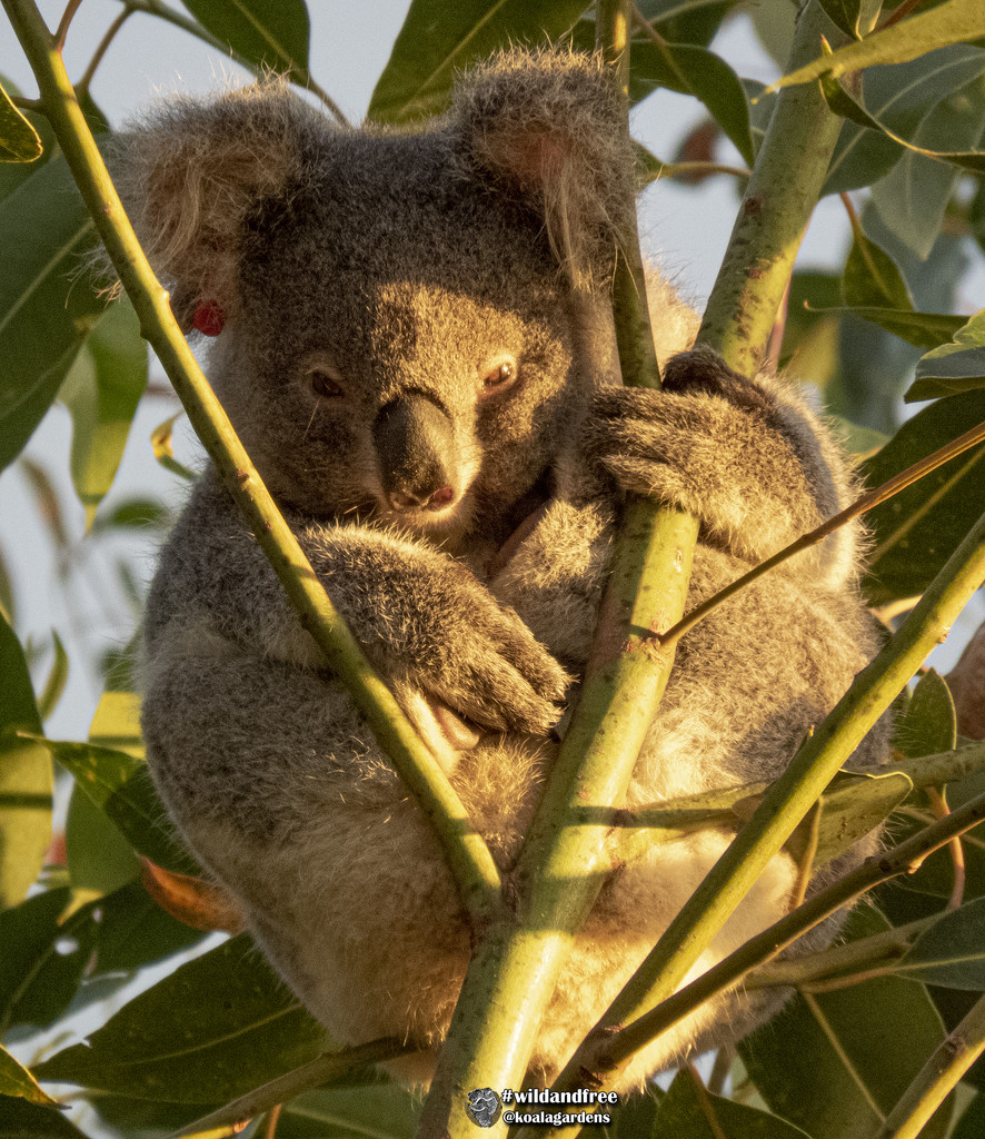 I'm too cute for my tree by koalagardens