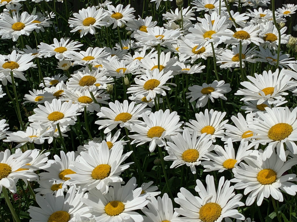 Daisies by 365projectmaxine