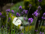 11th Jul 2020 - Small White Butterfly