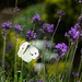 Small White Butterfly by jon_lip