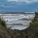 A wilder side of Foxton Beach by suez1e