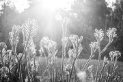 12th Jul 2020 - kangaroo paws