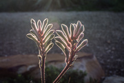 11th Jul 2020 - kangaroo paws backlight