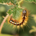 Brown Tail moth Catapillar by bybri