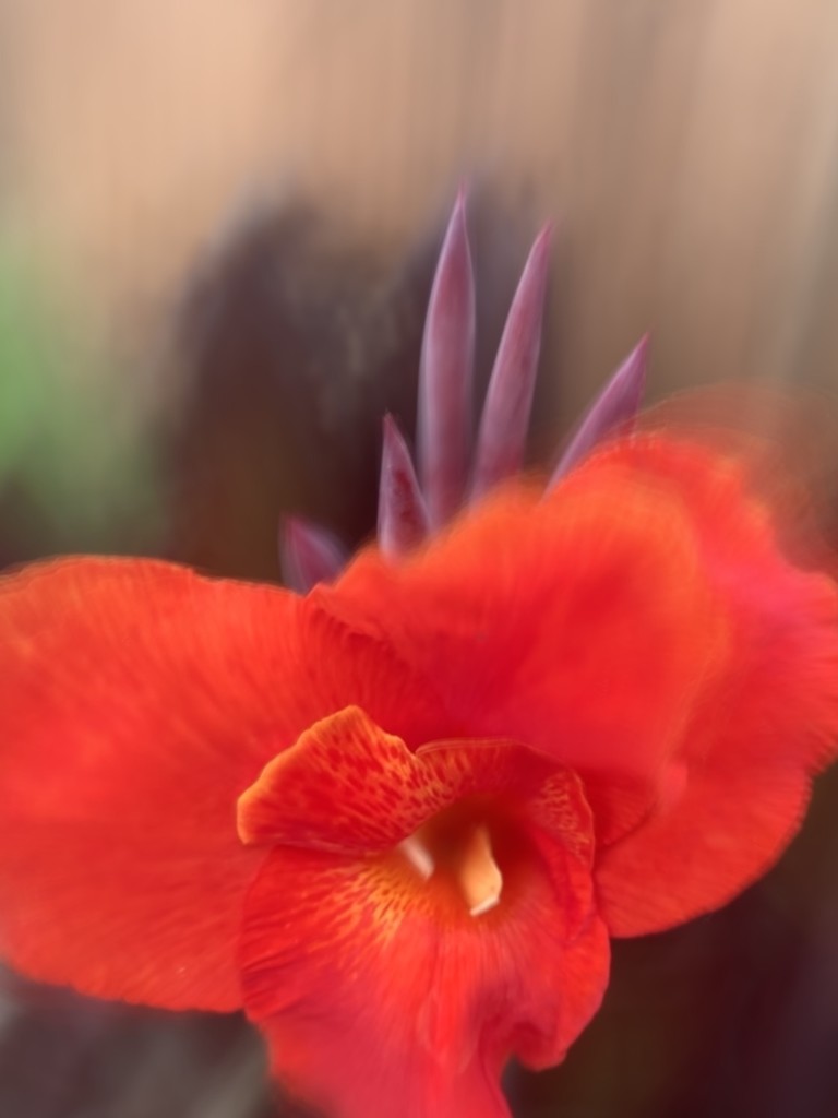 Canna Lily by louannwarren