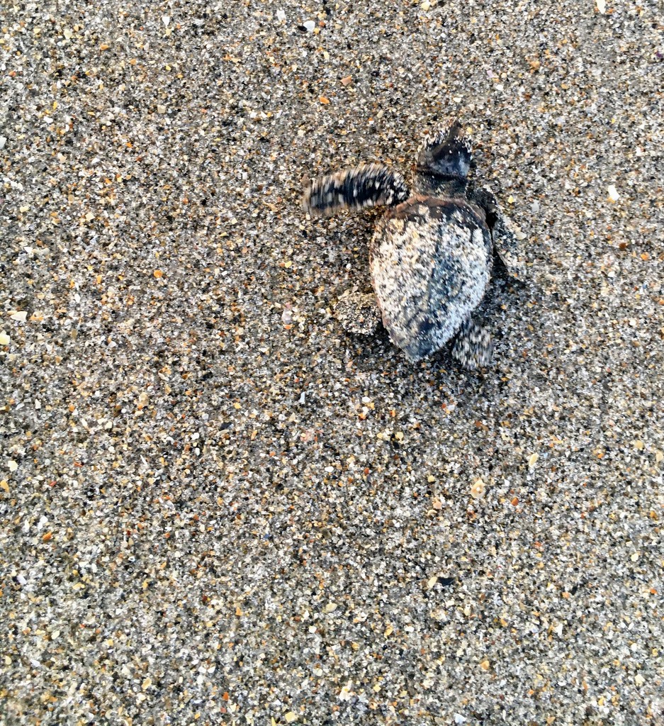 Hatchling Sea Turtle  by wilkinscd