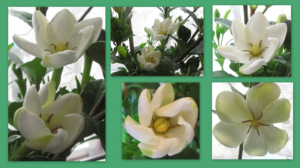 Gardenia collage. by grace55