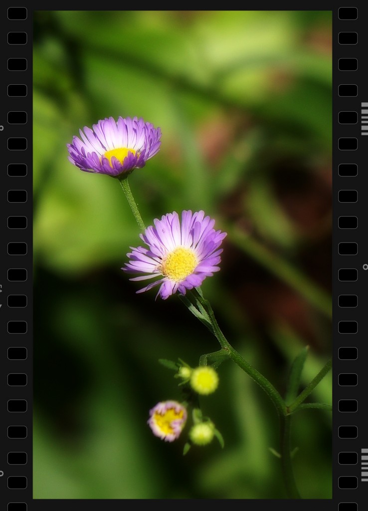 Wildflower - Common Fleabane... by marlboromaam