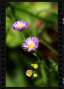 1st Jun 2020 - Wildflower - Common Fleabane...