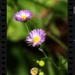 Wildflower - Common Fleabane... by marlboromaam