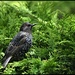 RK3_1146 Adult starling by rosiekind