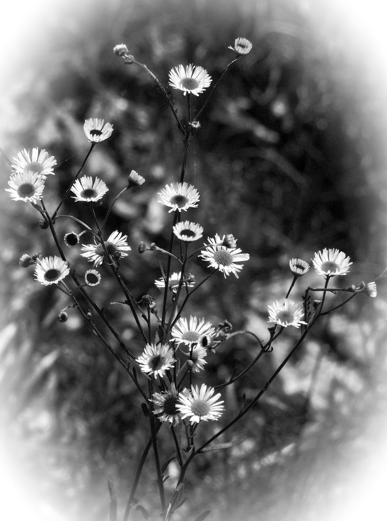 Wildflower - Black and White Common Fleabane by marlboromaam