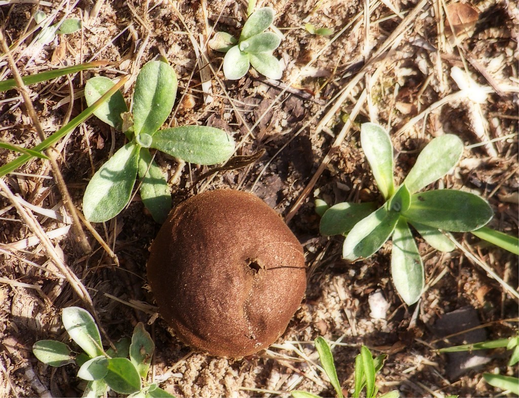 Tiny brown shroom... by marlboromaam