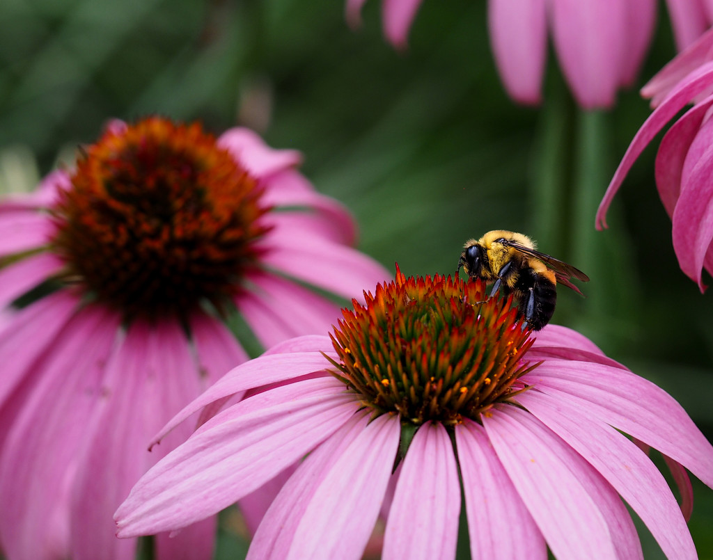 Coneflower and Bee by tosee