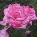 Роза by cisaar