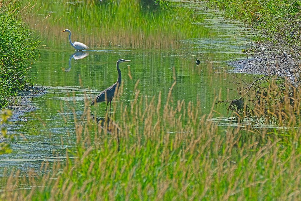 Egret and Blur Heron by tosee