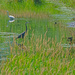 Egret and Blur Heron by tosee