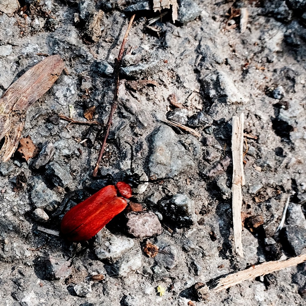 Red Beetle by allsop