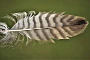 13th Jul 2020 - feather