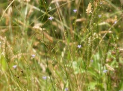 7th Jun 2020 - Sweet vernal grass...