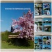Spring Album by g3xbm
