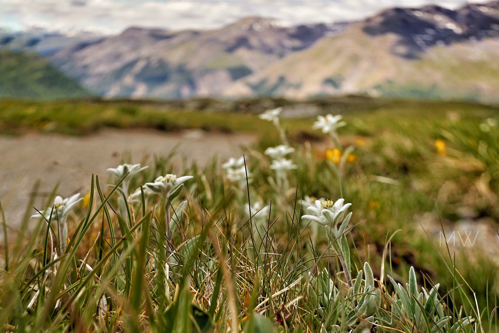 2020-07-13 alpine edelweiss‘ by mona65