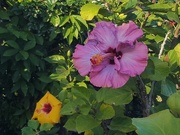 14th Jul 2020 - Hibiscus In The Shade ~   