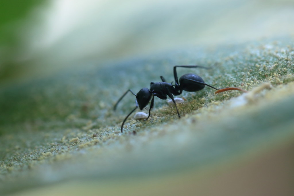 Big ant... by ingrid01