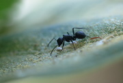 13th Jul 2020 - Big ant...