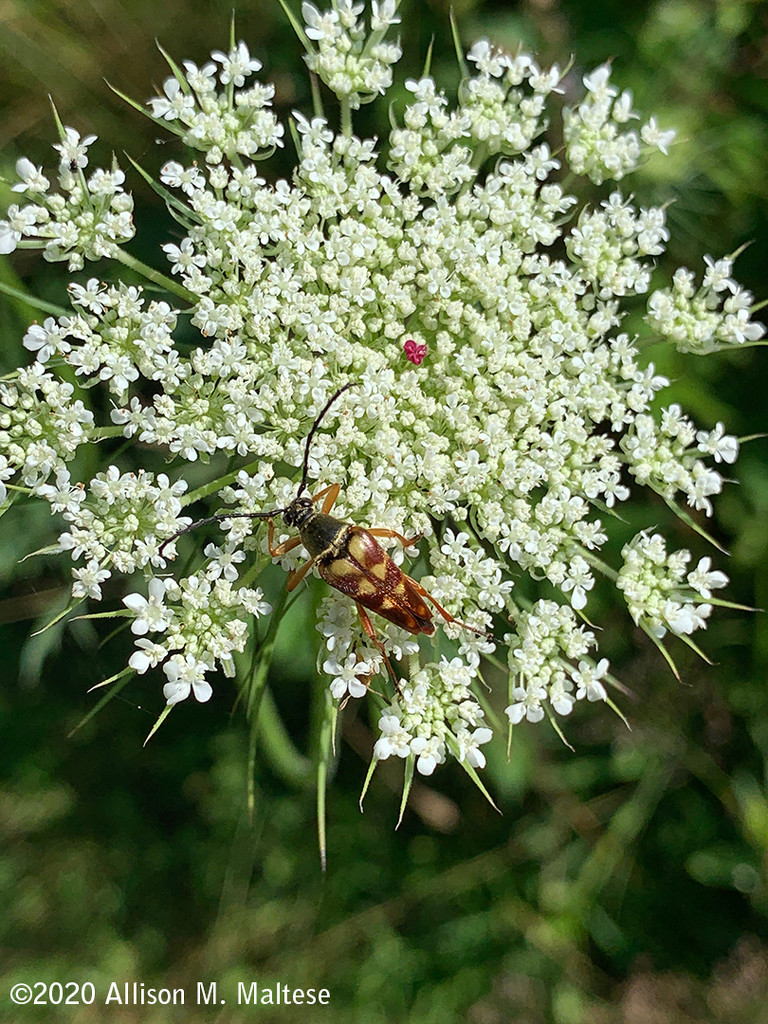 Longhorn Beetle on Queen Anne's lace by falcon11