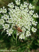 13th Jul 2020 - Longhorn Beetle on Queen Anne's lace