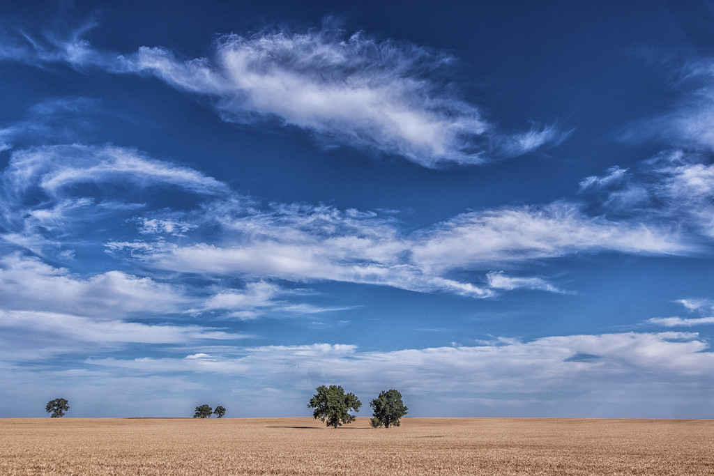 buffalo wallow trees by aecasey