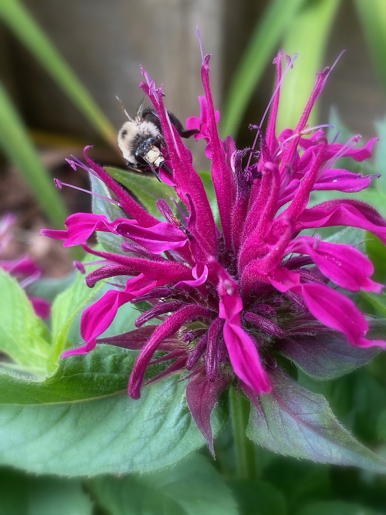 Bumble Bee on Bee Balm by calm