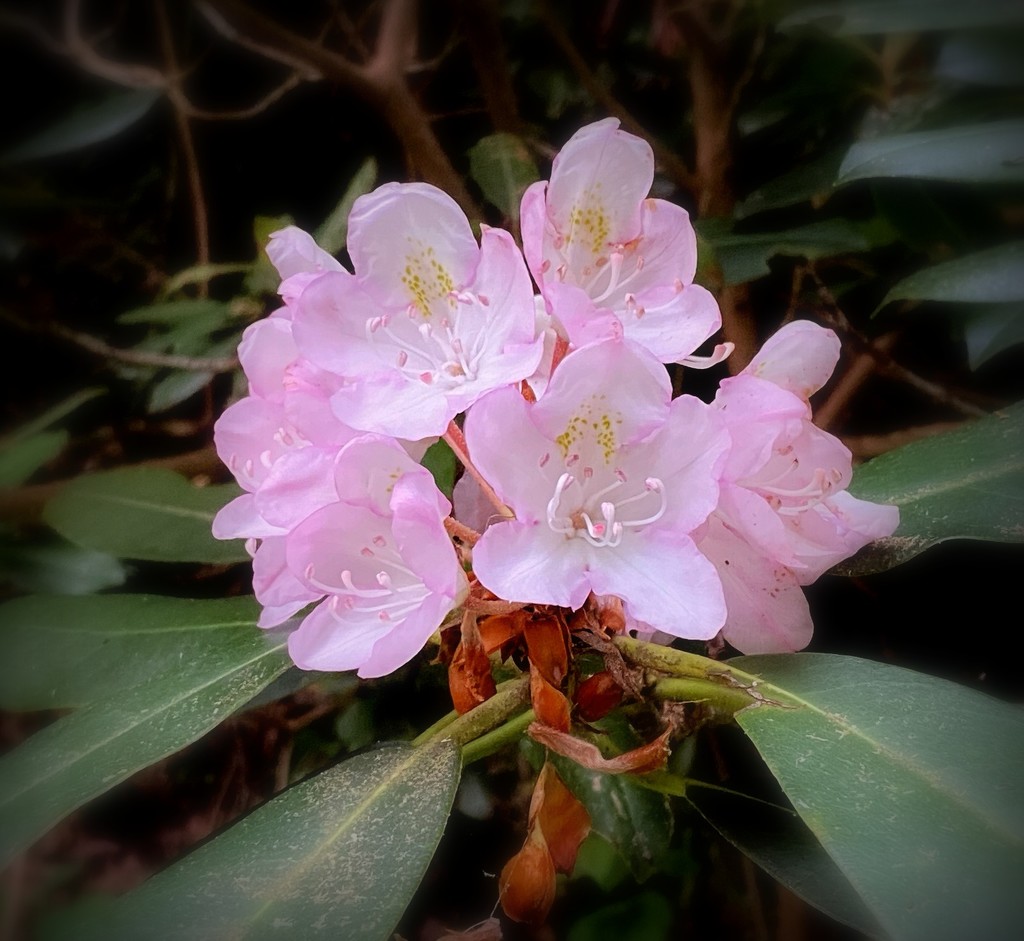 Wild Rhododendron by calm