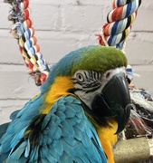 22nd Jun 2020 - Parrot in the Pet shop