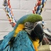 Parrot in the Pet shop by judithmullineux