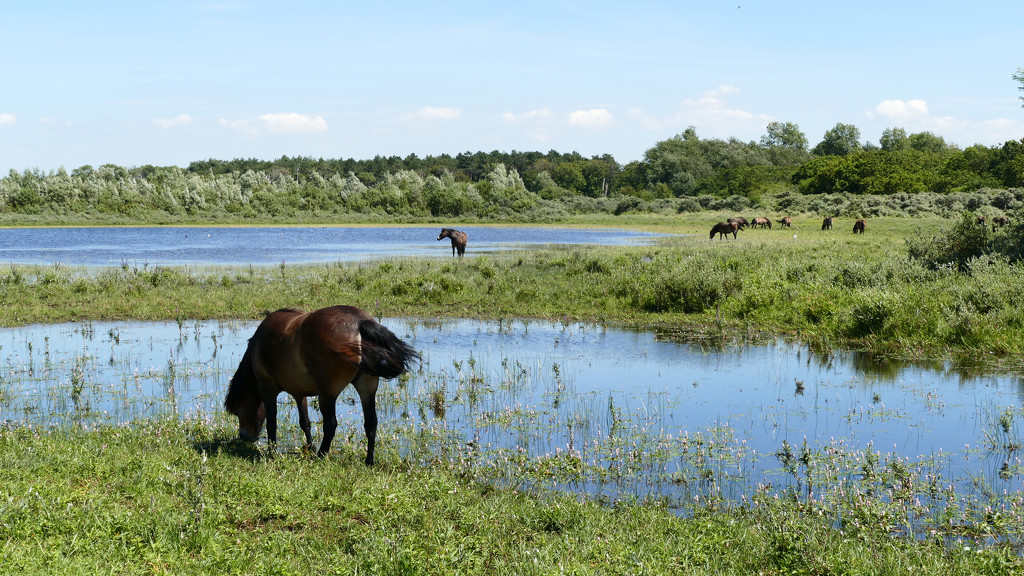Horses at dunelake, eating the waterplants by marijbar
