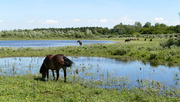 12th Jul 2020 - Horses at dunelake, eating the waterplants
