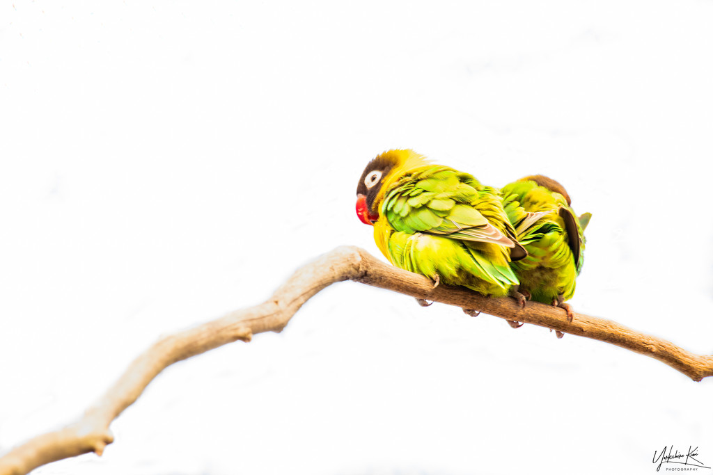 Love Birds by yorkshirekiwi