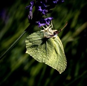 13th Jul 2020 - Lavender Pollen for Tea... Yum!