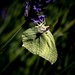 Lavender Pollen for Tea... Yum! by vignouse