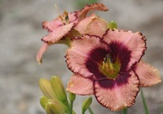 13th Jul 2020 - Daylily (Luck Of The Draw)