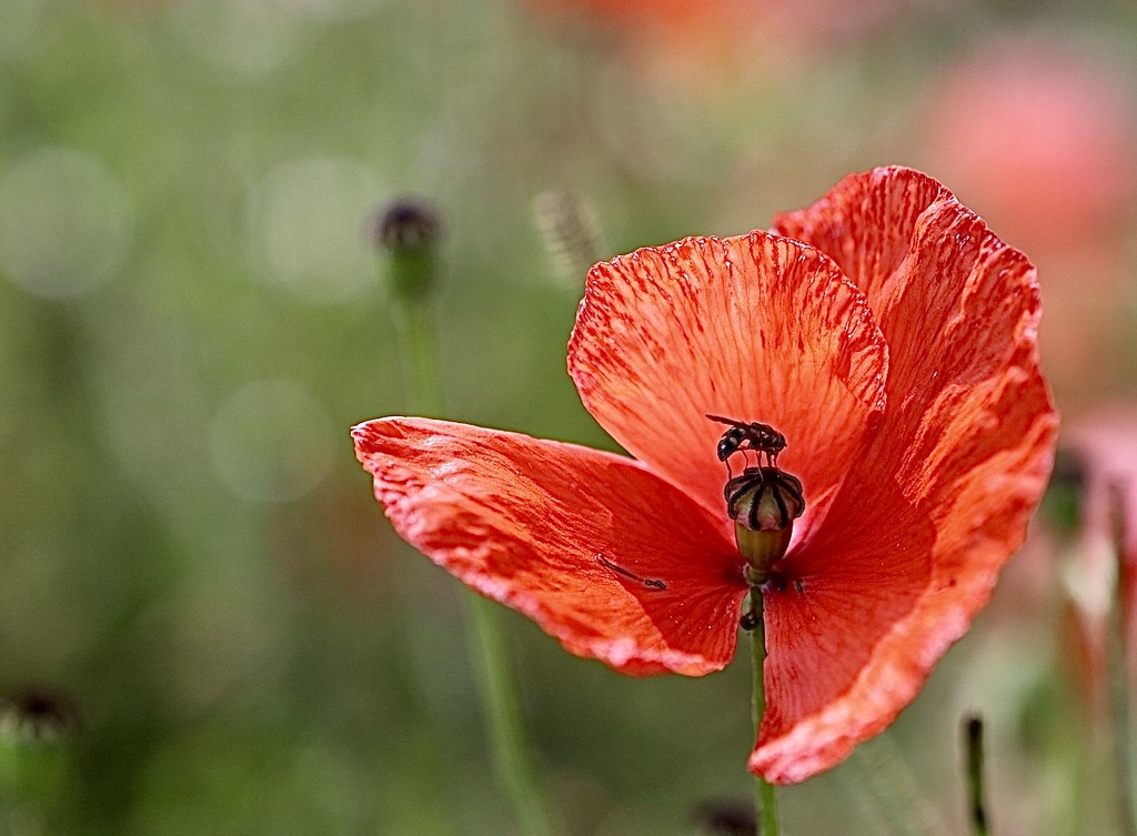 Poppy & Bug by carole_sandford