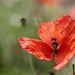 Poppy & Bug by carole_sandford