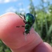 Mint Leaf Beetle by julienne1