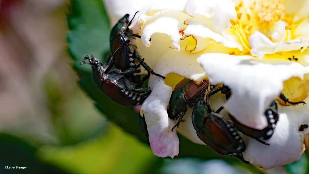 Japanese Beetles by larrysphotos