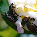 Japanese Beetles by larrysphotos